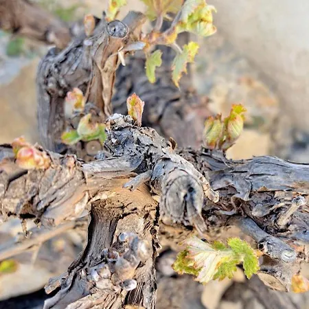 Pequeno Sueno 모라이라